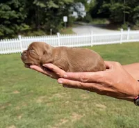 Maple, a female Cavalier King Charles Spaniel for sale in Belmont, NH – 2 of 2