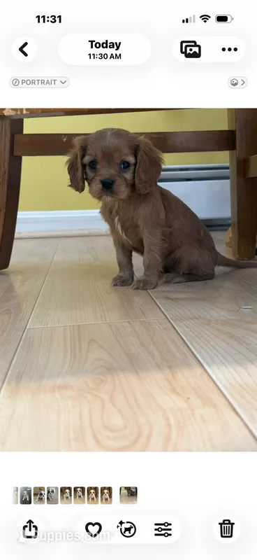 Maple AKC – Cavalier King Charles Spaniel puppy for sale in Belmont, NH
