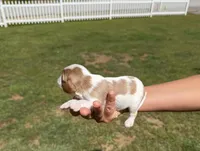 Max, a male Cavalier King Charles Spaniel for sale in Belmont, NH – 2 of 2