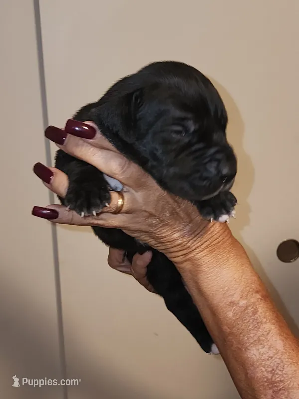 Lucky  – Great Dane puppy for sale in Palatka, FL