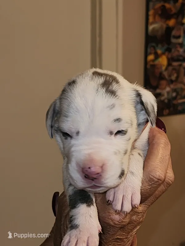 Venus – Great Dane puppy for sale in Palatka, FL