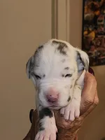 Venus, a female Great Dane for sale in Palatka, FL – 1 of 3