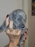 Earth , a female Great Dane for sale in Palatka, FL – 2 of 3