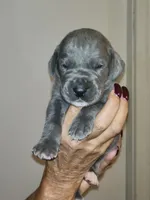 Earth , a female Great Dane for sale in Palatka, FL – 3 of 3