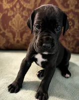 Luna - Black , a female Great Dane for sale in Palatka, FL – 2 of 2