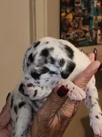 Star, a female Great Dane for sale in Palatka, FL – 2 of 3