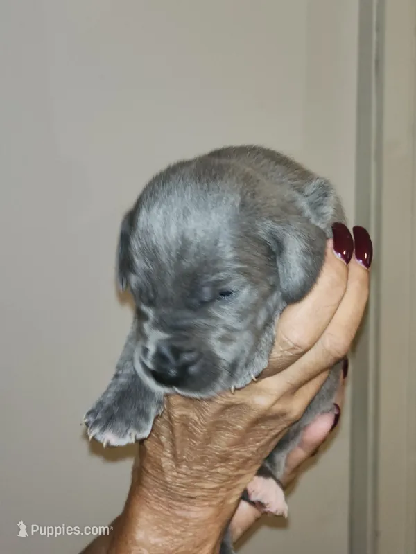 Earth  – Great Dane puppy for sale in Palatka, FL