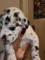 Star, a female Great Dane for sale in Palatka, FL – 3 of 3