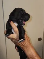 Luna, a female Great Dane for sale in Palatka, FL – 2 of 3
