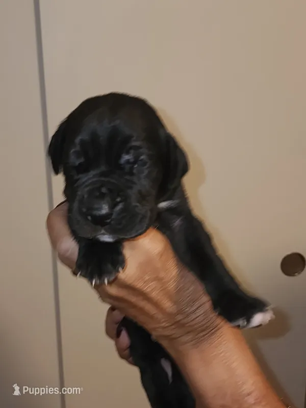 Jupiter  – Great Dane puppy for sale in Palatka, FL