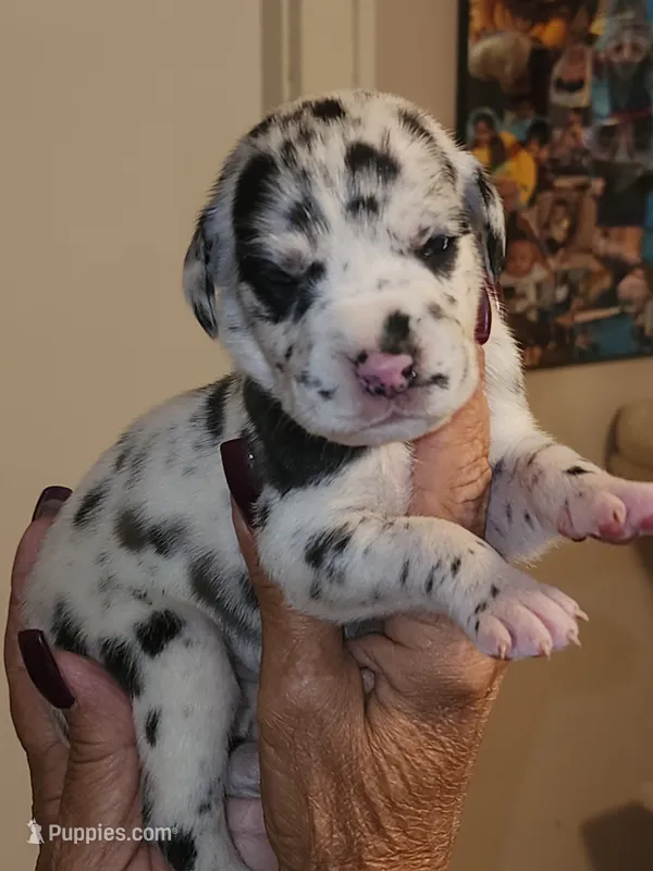 Star – Great Dane puppy for sale in Palatka, FL