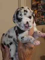 Star, a female Great Dane for sale in Palatka, FL – 1 of 3