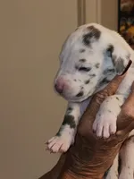 Venus, a female Great Dane for sale in Palatka, FL – 2 of 3