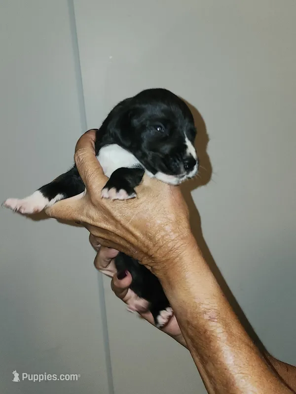 Milo – Great Dane puppy for sale in Palatka, FL