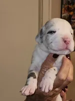Venus, a female Great Dane for sale in Palatka, FL – 3 of 3