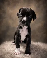 Mylo - Mantle, a male Great Dane for sale in Palatka, FL – 2 of 4
