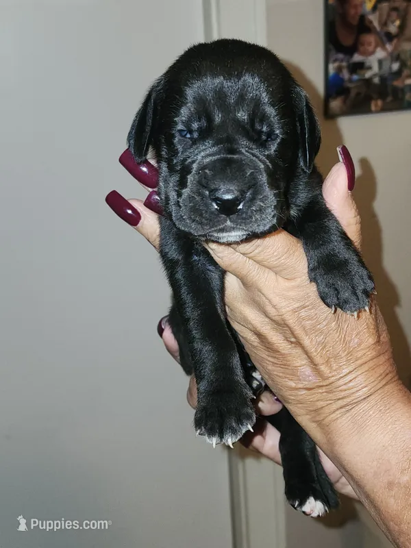 Luna - Black  – Great Dane puppy for sale in Palatka, FL