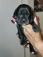 Luna, a female Great Dane for sale in Palatka, FL – 3 of 3