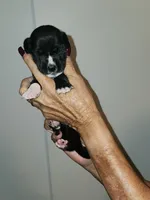 Milo, a male Great Dane for sale in Palatka, FL – 2 of 2