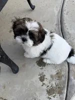 Teddy, a male Shih Tzu for sale in Corona, CA – 4 of 5