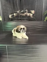 Louie, a male Shih Tzu for sale in Corona, CA – 3 of 4
