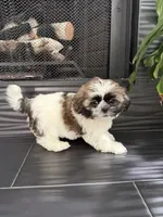 Levy, a male Shih Tzu for sale in Corona, CA – 3 of 5