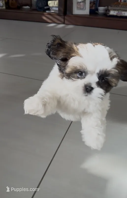 Teddy – Shih Tzu puppy for sale in Corona, CA