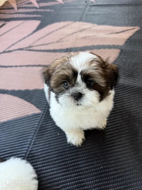 Teddy – Shih Tzu puppy for sale in Corona, CA