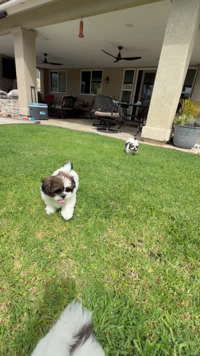 Teddy, a male Shih Tzu for sale in Corona, CA – 2 of 5