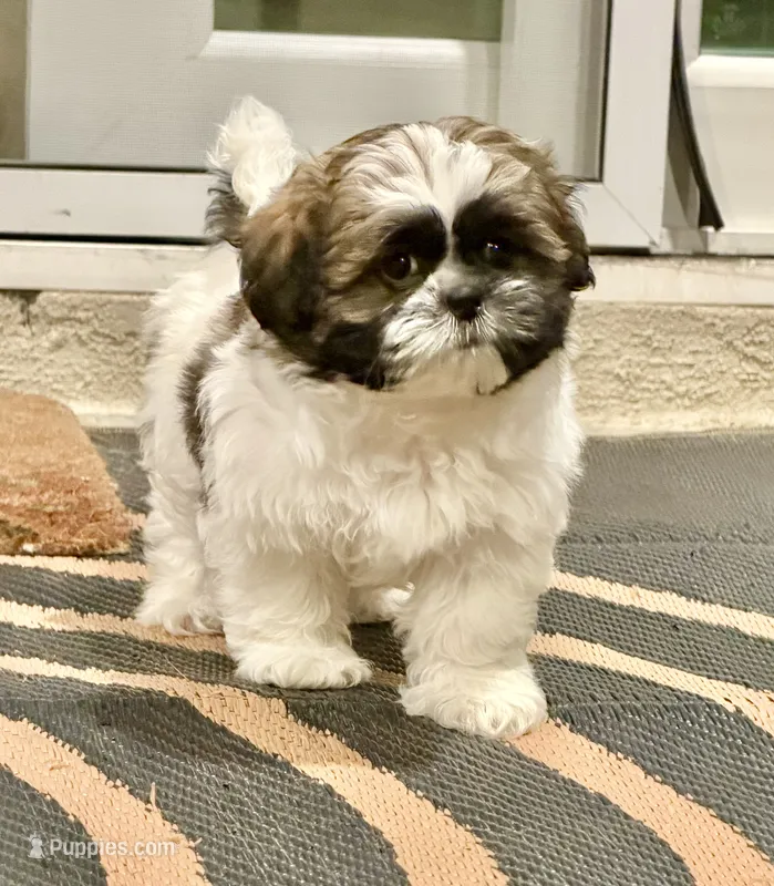 Levy – Shih Tzu puppy for sale in Corona, CA