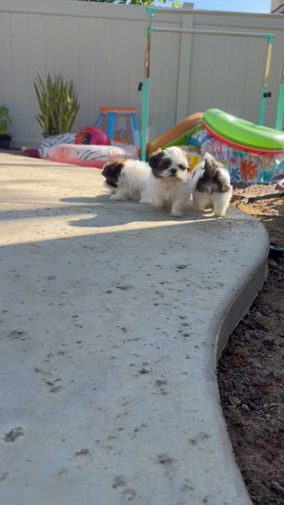 Left eye, a male Shih Tzu for sale in Corona, CA – 3 of 3