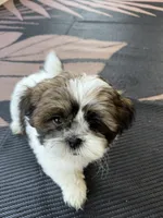 Teddy, a male Shih Tzu for sale in Corona, CA – 3 of 5