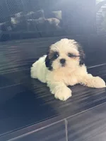 Left eye, a male Shih Tzu for sale in Corona, CA – 1 of 3