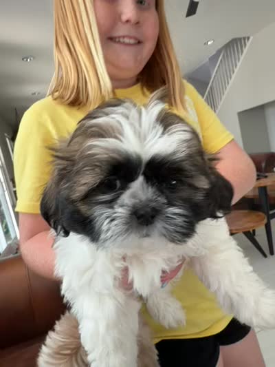 Levy, a male Shih Tzu for sale in Corona, CA – 5 of 5