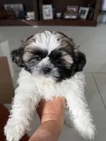 Levy, a male Shih Tzu for sale in Corona, CA – 1 of 5