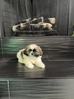 Levy, a male Shih Tzu for sale in Corona, CA – 4 of 5