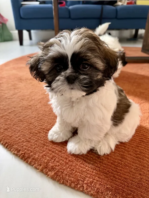 Levy – Shih Tzu puppy for sale in Corona, CA