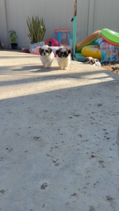 Louie, a male Shih Tzu for sale in Corona, CA – 4 of 4