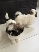 Louie, a male Shih Tzu for sale in Corona, CA – 2 of 4