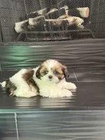 Teddy, a male Shih Tzu for sale in Corona, CA – 5 of 5