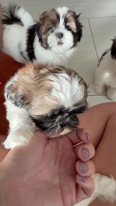 Levy, a male Shih Tzu for sale in Corona, CA – 2 of 5