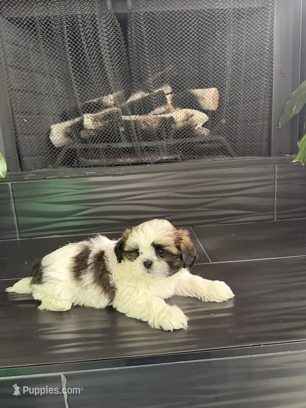 Daisy – Shih Tzu puppy for sale in Corona, CA