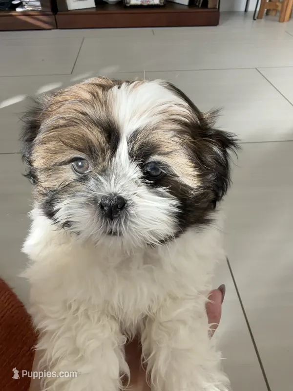 Louie – Shih Tzu puppy for sale in Corona, CA