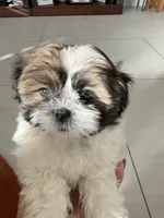 Louie, a male Shih Tzu for sale in Corona, CA – 1 of 4