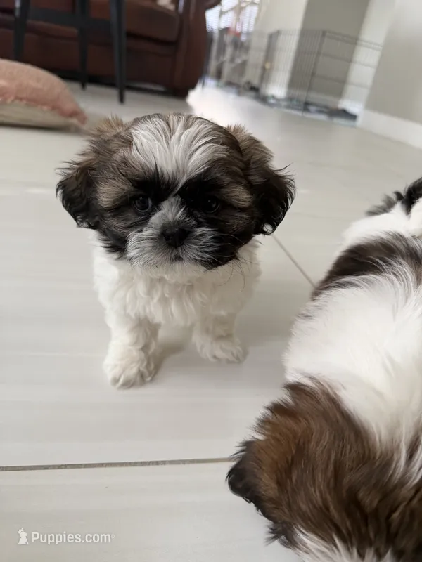 Louie – Shih Tzu puppy for sale in Corona, CA