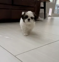 Left eye, a male Shih Tzu for sale in Corona, CA – 2 of 3