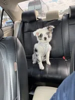 Toby, a male Miniature Australian Shepherd for sale in Bradenton, FL – Photo 4 of 6