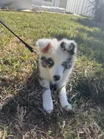 Toby, a male Miniature Australian Shepherd for sale in Bradenton, FL – Photo 6 of 6