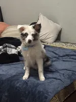 Toby, a male Miniature Australian Shepherd for sale in Bradenton, FL – Photo 3 of 6