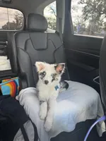 Toby, a male Miniature Australian Shepherd for sale in Bradenton, FL – Photo 5 of 6